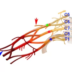 Anatomy of the brachial plexus