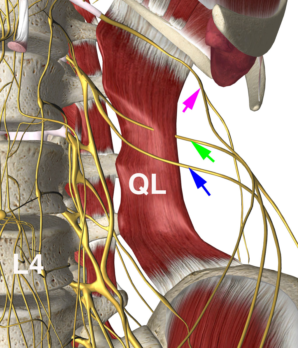 US Guided Regional Anesthesia Archives Page 5 of 53 USabcd